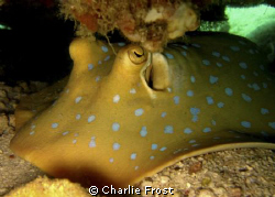 Blue spotted Stingray by Charlie Frost 